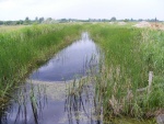 mfarmosDSCF1310.jpg