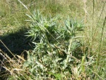 hhDSCF0620.jpg